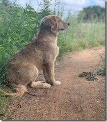 golden retriever steyn honeycreek