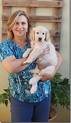 honeycreek-golden-retriever-breeder